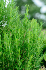 Pianta di Rosmarino (Rosmarinus officinalis)