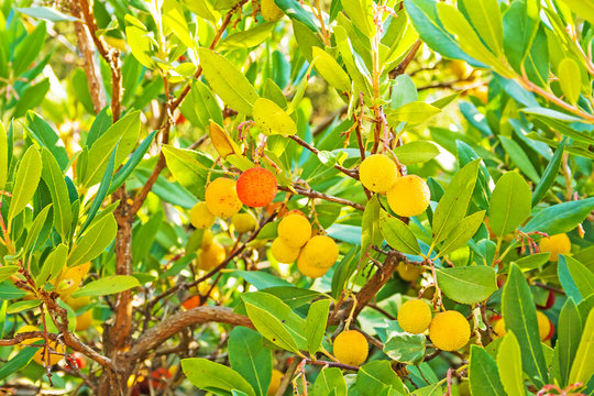 Arbutus