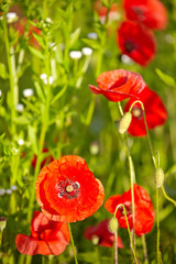 Field of  Poppy Flowers Papaver rhoeas in Spring - 53347150