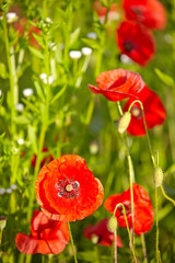 Obrazy na Plexi  Pole kwiatów maku Papaver rhoeas na wiosnę