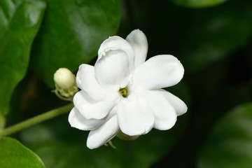 Arabian Jasmine