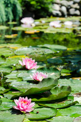 water lily