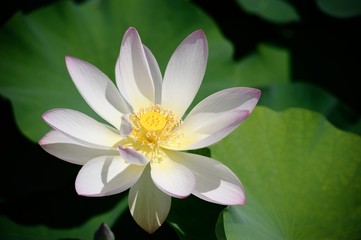 White Lotus