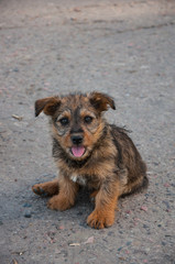 Puppy sitting on the road