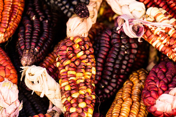 A Close up or Cheerful and Colorful dried Indian Corn