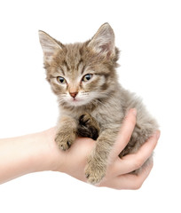 kitten sitting on a palm. isolated on white background