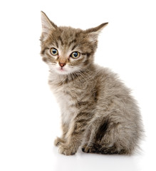 fluffy gray beautiful kitten. isolated on white background