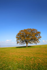 Fototapeta na wymiar Single tree in the meadow by the lake