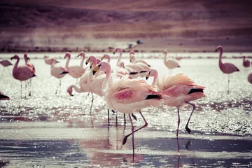 Sierkussen Flamingo& 39 s op het meer in de Andes, het zuidelijke deel van Bolivia © Curioso.Photography