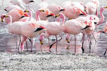 Flamingos on lake in Andes, the southern part of Bolivia