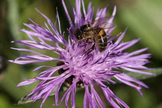 Abeille sur une fleur centaur&eacute;e dans un pr&eacute;s