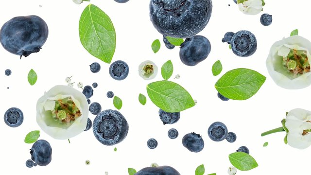Blueberries falling down on white background (ends on blue)