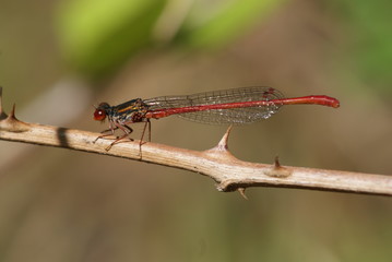 Agrion délicat libellule pose sur une branche de ronce