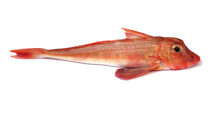 Fototapeta premium Red Gurnard Fish