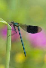 Damselfly, Caleopteryx virgo resting on straw