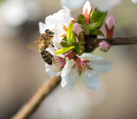 A bee on a flower