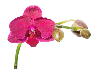 Beautiful red orchid flower on a white background