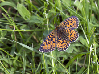 Boloria euphrosyne.