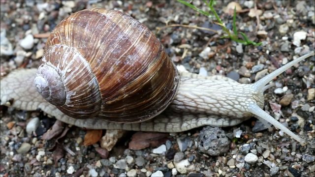 Video Clip of Burgundy Snail Helix Pomatia Close Up