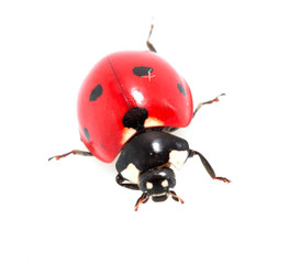 ladybug on a white background. macro