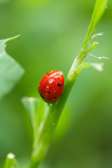 ladybug in the grass in nature. macro