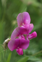 Macro d'une gesse rose de la famille des fabacées