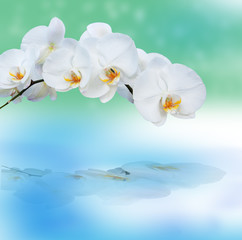 Close up of orchids with reflection.