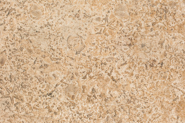 Seashells texture on the rock