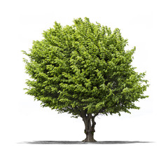 Fototapeta premium Arbre sur fond blanc 