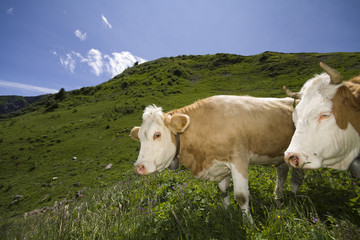 Fototapeta na wymiar Mountain Cow Cattle