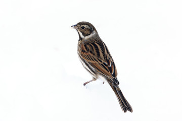 Reed bunting, Emberiza schoeniclus