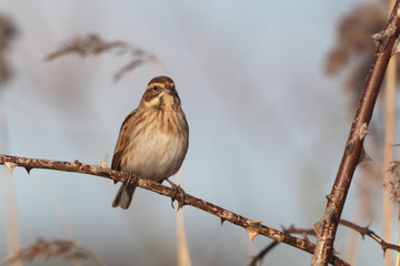 Reed bunting, Emberiza schoeniclus