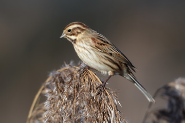 Reed bunting, Emberiza schoeniclus