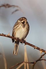 Reed bunting, Emberiza schoeniclus