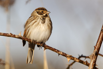 Reed bunting, Emberiza schoeniclus