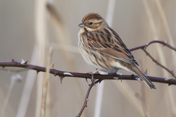 Reed bunting, Emberiza schoeniclus