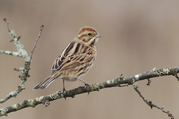 Reed bunting, Emberiza schoeniclus