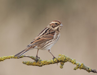 Reed bunting, Emberiza schoeniclus