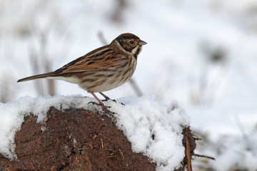 Reed bunting, Emberiza schoeniclus