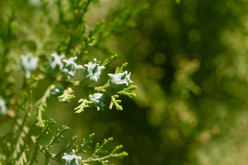Thuja in nature. macro