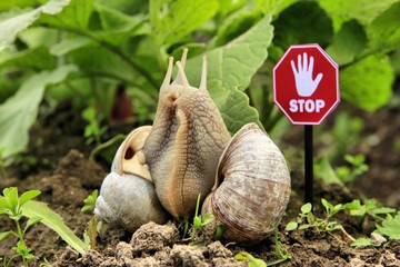 Weinbergschnecke Schnecken Stop