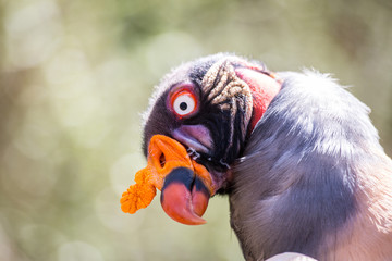 King Vulture