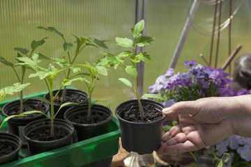 Tomatenpflanzen im eigenen Gewächshaus