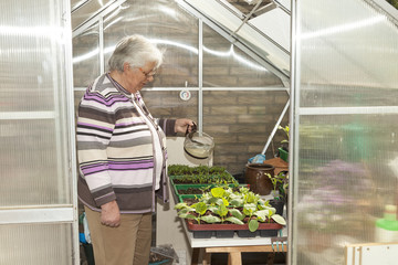 Rentnerin bei der Gartenarbeit im Gewächshaus