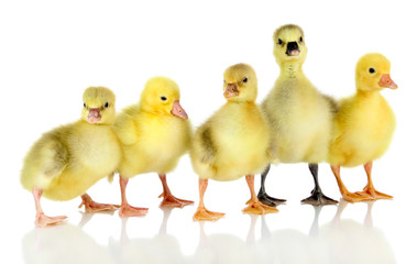 Little ducklings isolated on white