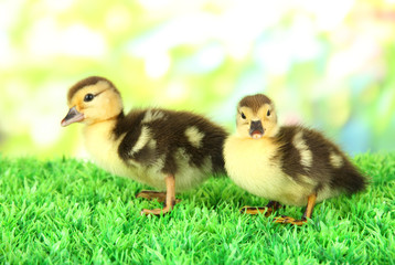 Cute ducklings on green grass, on bright background
