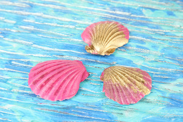 Colorful seashells on bright background