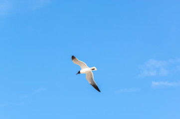 Fototapeta na wymiar Ptaki morskie w Locie