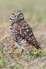 Burrowing Owl (athene cunicularia)