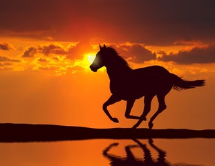 Horse running during sunset with water reflection © razihusin